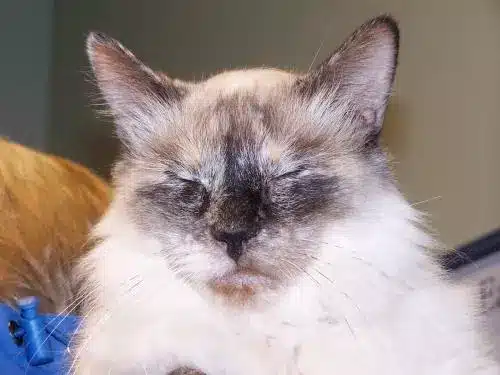 Набір даних класифікації тварин