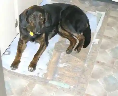 Додатковий набір даних сегментації тіла котів і собак