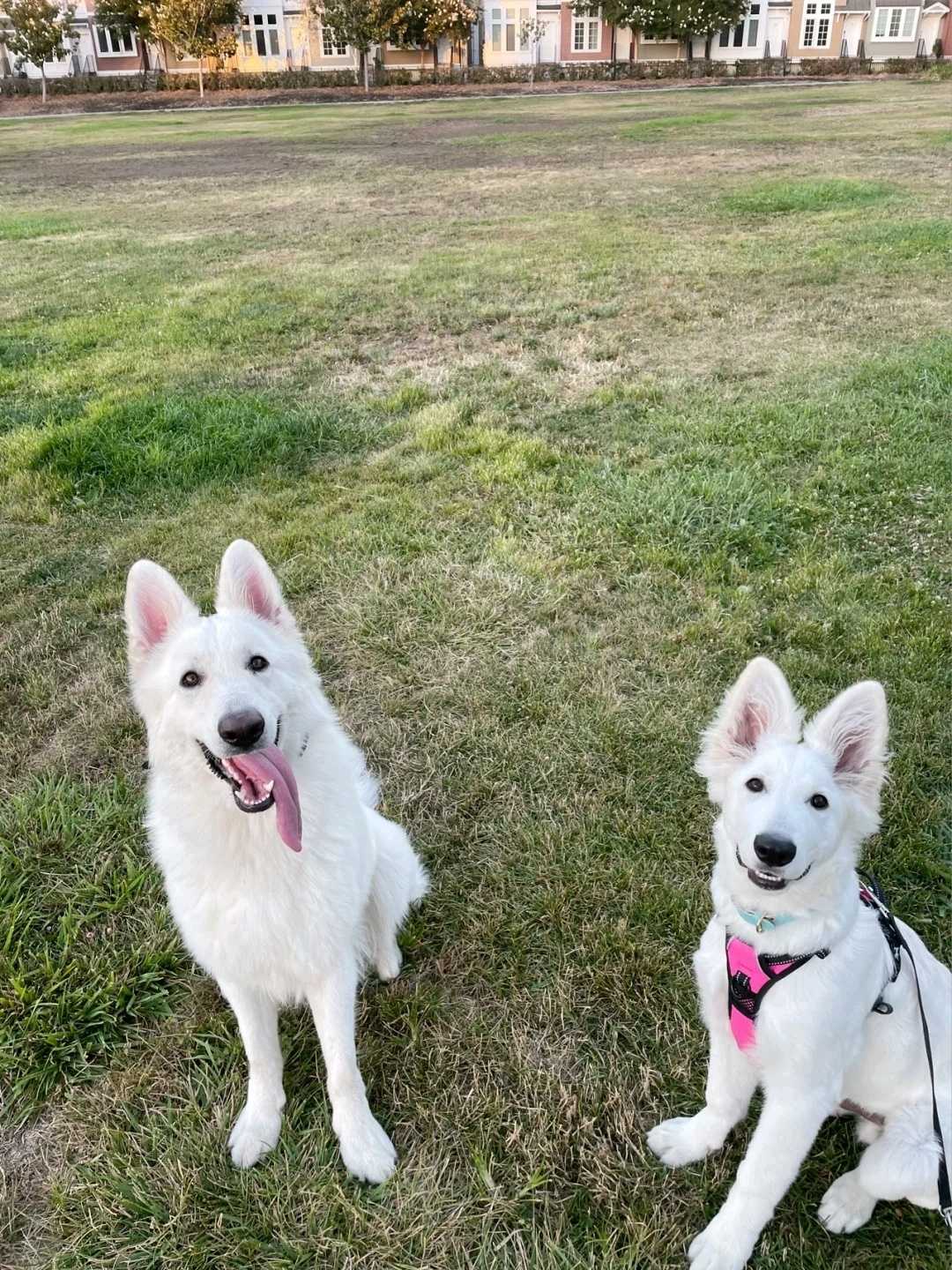 Набір даних для килимків для кількох домашніх тварин